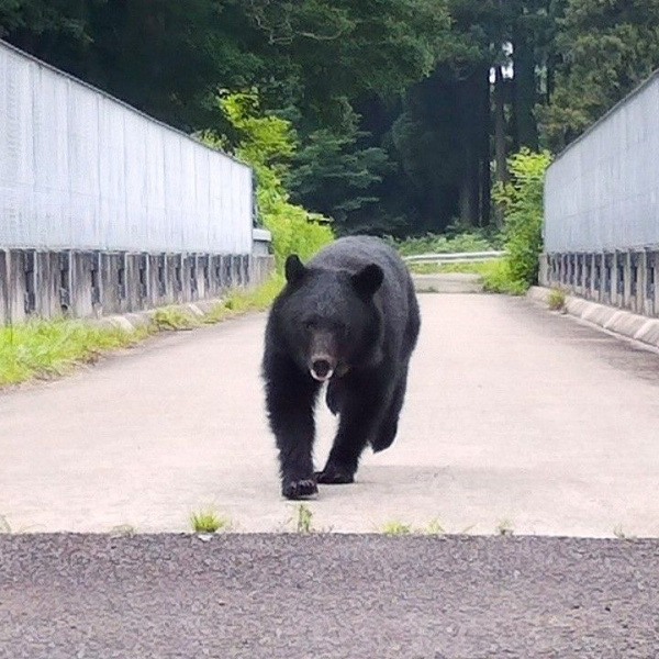 コラム「ひび是好日」Vol.55：アーバンベア